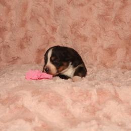 Australian Shepherd Puppies from Lori's Australian Shepherds