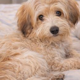 Chip - Havanese