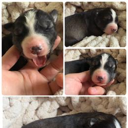 Thorn - Agouti and white male Siberian Husky puppy in Florence, Kentucky from Moonlight Howl Huskies