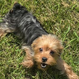Henry - Blue and gold male Yorkshire Terrier puppy in Lebanon, Kentucky from Mosaic Merle Doodles