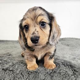Black and tan dapple male - Dapple male Dachshund puppy in Belle Rive, Illinois from Akin's Miniature Dachshunds, LLC