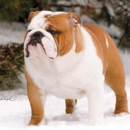 THOR - Bulldog