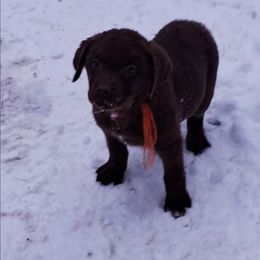 Orange - Brown female Chesapeake Bay Retriever puppy in Michigan from Blackwood Chesapeakes