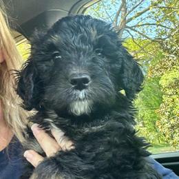 Anchor - Phantom male Bernedoodle puppy in Pulaski, Tennessee from Doodle My Heart