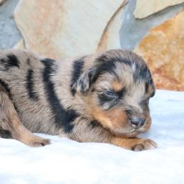 Hex - Blue merle female Australian Shepherd puppy in Macon, Georgia from Shaina’s Shepherds