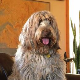 Australian Labradoodle All Grown Up from Rocky Mountain Labradoodles