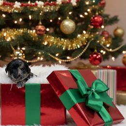 Noel - Merle female Goldendoodle puppy in Fairmount, Georgia from Muscadine Meadows Farm