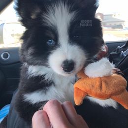 Pomsky Puppies from Kingdom Pomskies
