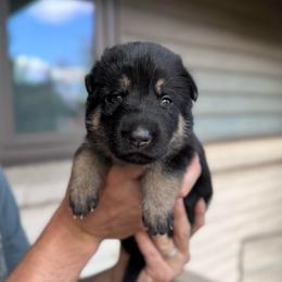 Girl - Black and tan female German Shepherd puppy in Windsor, Colorado from German Shepherds