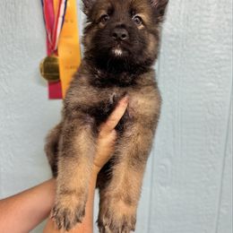 Draugr - Red collar - Sable male German Shepherd puppy in Oakley, California from Von Guadachi German Shepherds & Audacity Border Collies