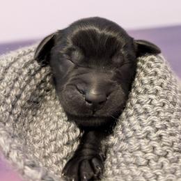 Star - Black female Flat-Coated Retriever puppy in Newport, Virginia from Maywood Retrievers