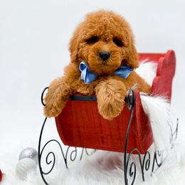 Max - Red  male Goldendoodle puppy in North Carolina from NC Doodle Puppies