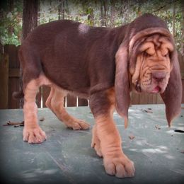 Bloodhound and Mastiff Puppies from Teoc Bloodhounds and Mastiffs