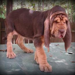 Bloodhound and Mastiff Puppies from Teoc Bloodhounds and Mastiffs