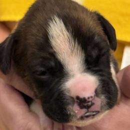 Orange Boy - Brindle male Boxer puppy in Gainesville, Georgia from RayJen Cajun Boxers