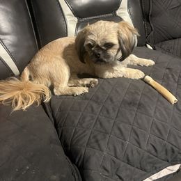 Bo - Shih Tzu puppy from Vicky‘s precious paw’s