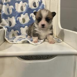 Elton - Red male Pembroke Welsh Corgi puppy in Morgantown, Pennsylvania from GoldStar Corgis (License Number 18519)