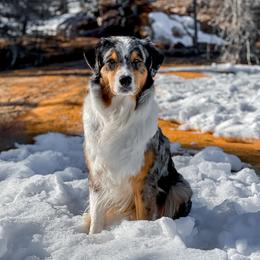 Echo - Australian Shepherd
