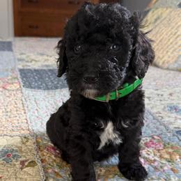 Twix - Black female Poodle puppy in St. Johnsbury, Vermont from Poodles of the Northern Woods