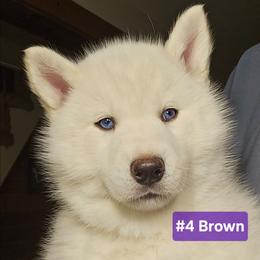 4 (brown) - White female Siberian Husky puppy in Dane, Wisconsin from Sunny Hurricane Siberians