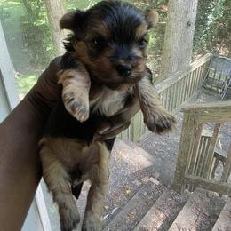 Yorkshire Terrier Puppies from Kalynn's Kuties