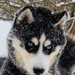 Siberian Husky Puppies from Xk siberians