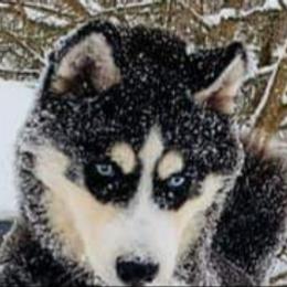 Siberian Husky Puppies from Xk siberians