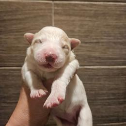 Girl 4 - White and gold female Border Collie puppy in Caledonia, Michigan from Magnolia Acres