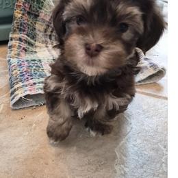 Boy 1 - Chocolate male Havanese puppy in East Lansing, Michigan from VanCort's Happy Havanese