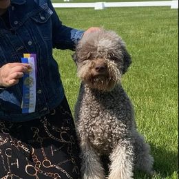 Silli - Lagotto Romagnolo