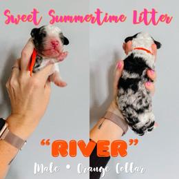 River Orange Collar - Merle male Sheepadoodle puppy in Republic, Missouri from DOOD & Co