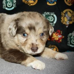 Casanova - Red merle male Miniature Australian Shepherd puppy in El Dorado Springs, Missouri from HP Aussie Kennels
