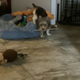 Yorkshire Terrier Puppies from Cindy's Yorkshire Terriers