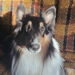 Collies from Maple Lane Collies