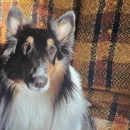 Collies from Maple Lane Collies