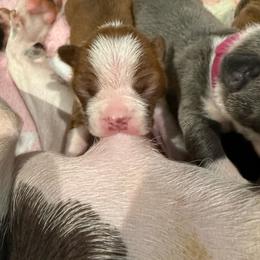 Dakota - Red male Boston Terrier puppy in Monroe, Washington from Nordkyn Boston Terriers