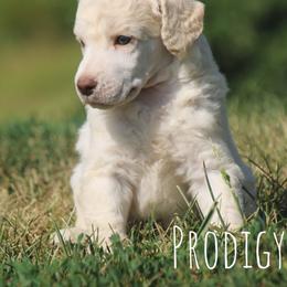 Scone - Cream male Poodle puppy in Pella, Iowa from Prodigy Farms Therapy Dogs