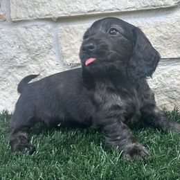 Juliet - Brindle female Dachshund puppy in Splendora, Texas from Ram’s Kennels