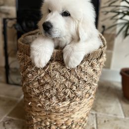 Girl 3 - White female Great Pyrenees puppy in El Dorado Hills, California from Royal Oaks Pyrenees