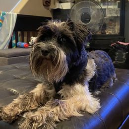 Ruby - Miniature Schnauzer