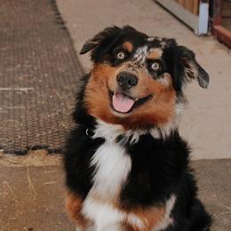 Newt - Miniature Australian Shepherd