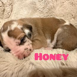Honey - Harlequin female Great Dane puppy in Somerset, Ohio from Quarter Creek Danes