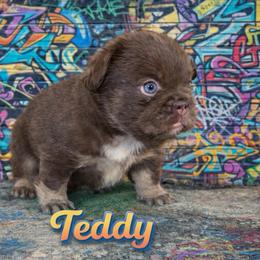 Teddy Ruxpin - Tricolors male French Bulldog puppy in Glendale, Arizona from Frenchiepuphub