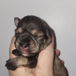 SaltGirl2 - Salt and pepper female Miniature Schnauzer puppy in Ferndale, Washington from Blackhorse Schnauzers Washington state