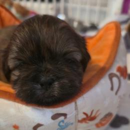Pete - Brindle male Shih Tzu puppy in Filer, Idaho from Shih Tzu Kennels