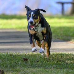 Entlebucher Mountain Dogs from Entles Edge Entlebucher Mountain Dogs, LLC