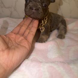 French Bulldog and Yorkshire Terrier Puppies from Yorkiesllc