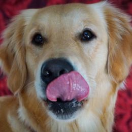 Duchess - Golden Retriever