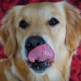 Duchess - Golden Retriever