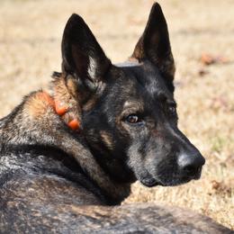 German Shepherds from Masky Kennel